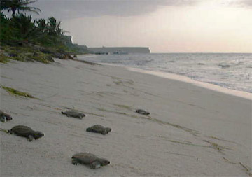 careyitospajaro.jpg